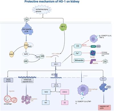 The roles of heme oxygenase-1 in renal disease